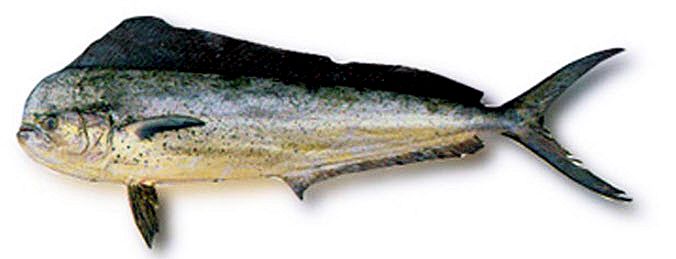 Coryphaena hippurus_07